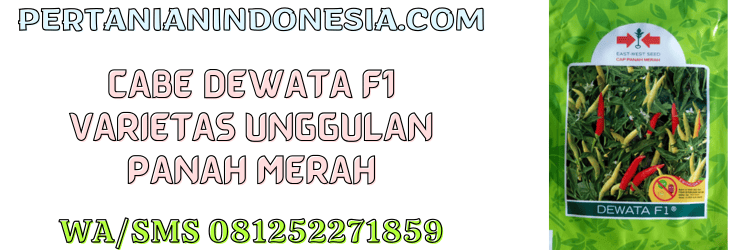 cabe,cabe rawit,benih,dewata f1 panah merah,panah merah,cap panah merah,pertanian indonesia